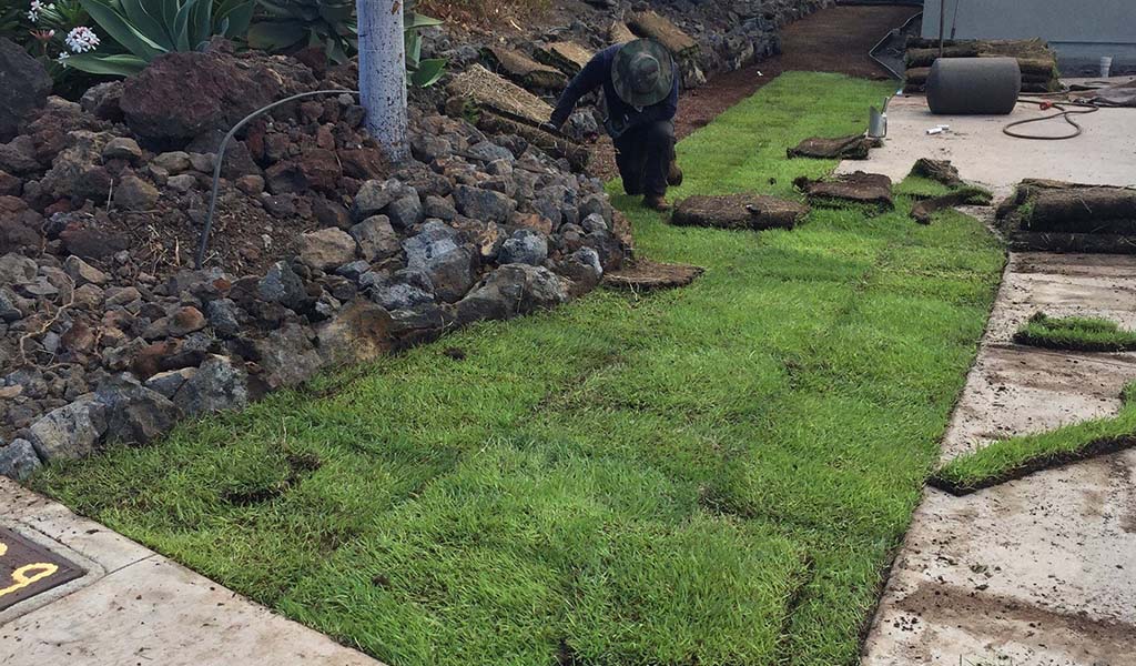 Local big island landscaper installing turf in Kailua-Kona.