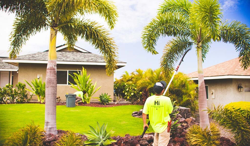 Kona Landscaper trimming trees as part of local Hawaii trimming services on big island of the Hawaiian islands.