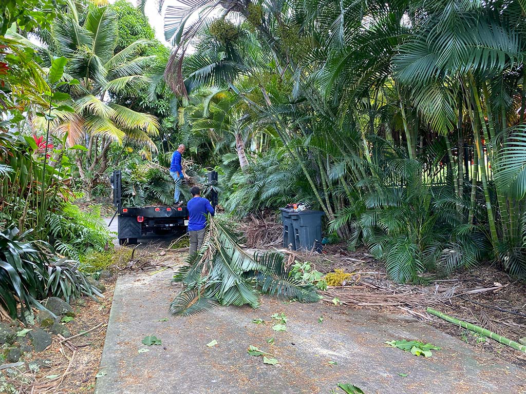 branches being removed during a tree clean up service near Kailua-Kona by local landscapers, Hawaii.