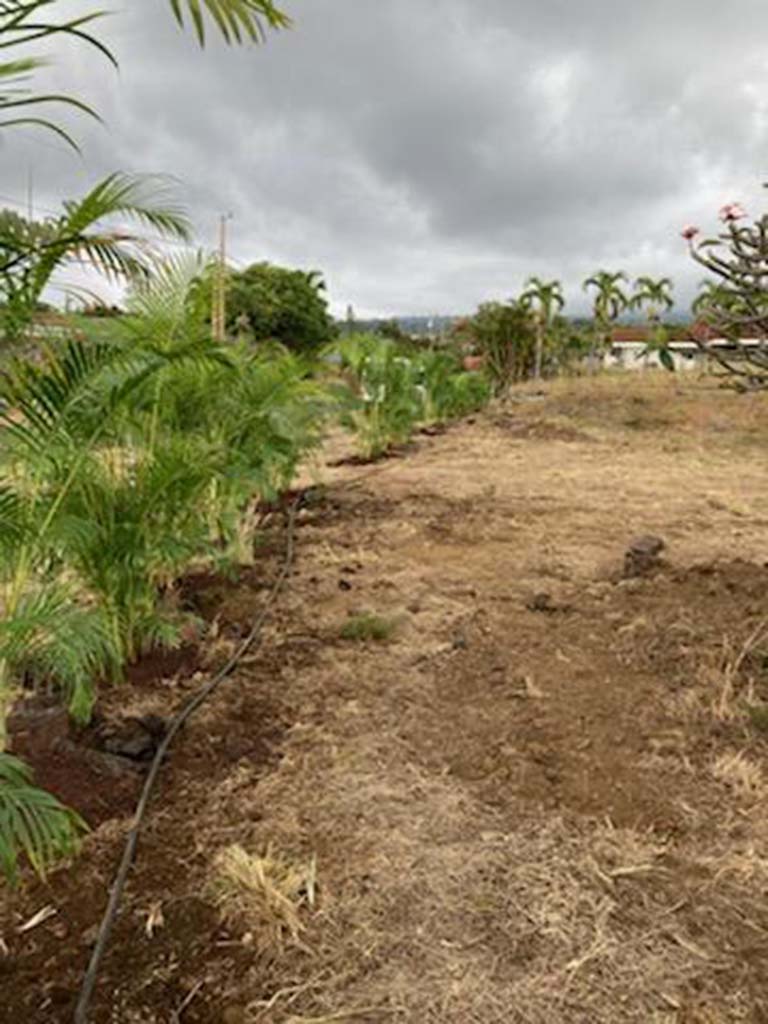 Palm irrigation system installation by local Kona landscapers.