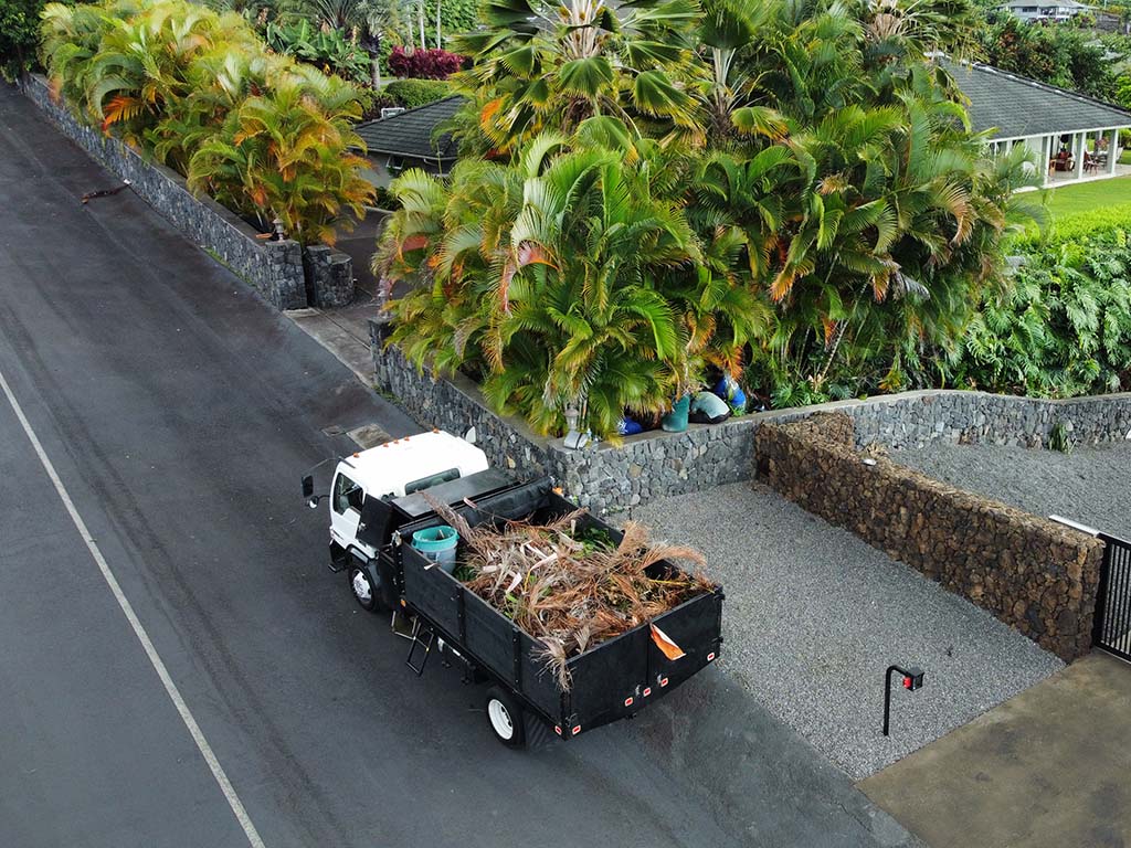 Kailua-Kona landscapers clean-up palm trees, Hawaii. Lawn clean-up service provide by big island landscapers near Kona.