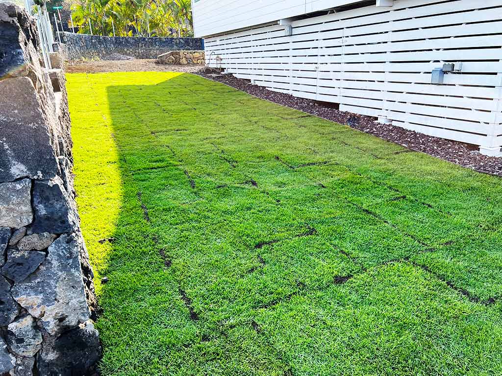 Squares of sod were installed in a Kailua-Kona backyard.