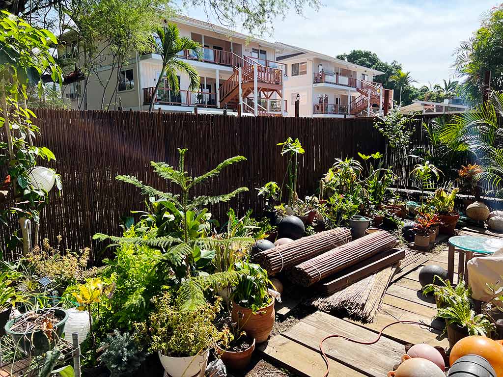 Prior to the backyard clean-up, potted plants and other materials cover the backyard.