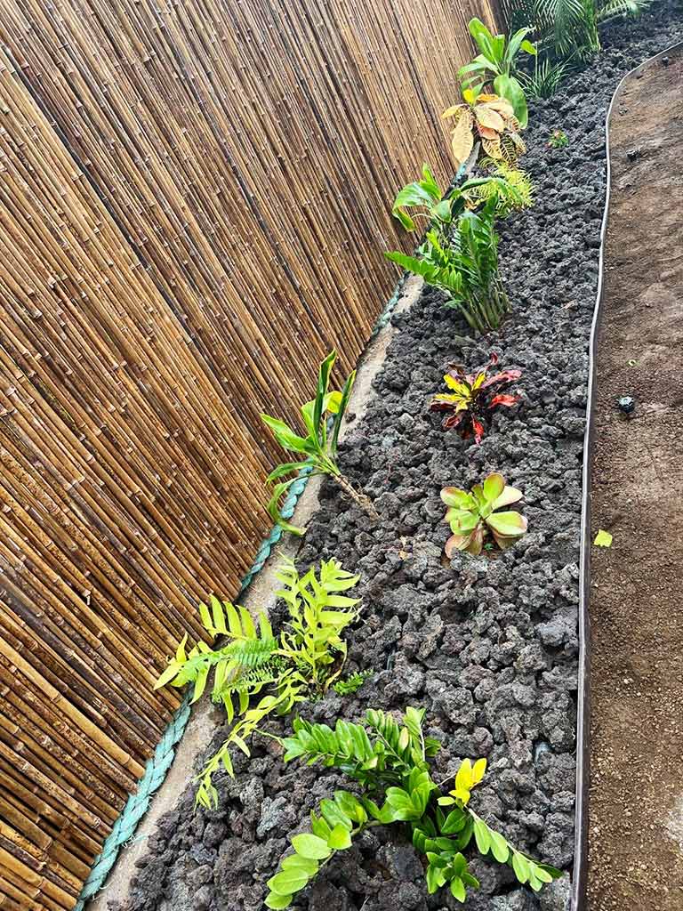 Native Hawaiian plants and other potted plants in a lava rock flowerbed.
