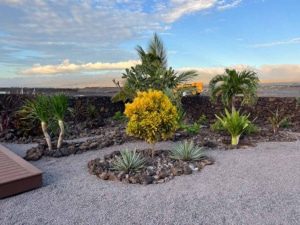 Heat and wind-resistant Hawaiian plants in a backyard flowerbed.