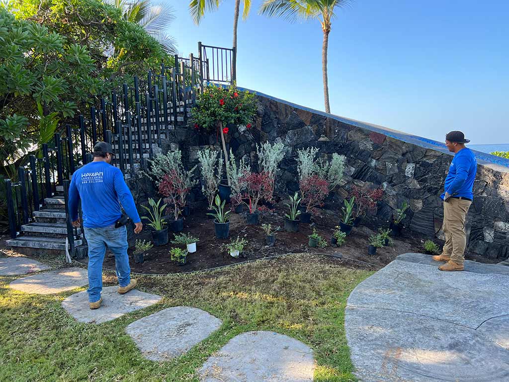 The Kona landscape team plants blue daze ground cover, birds of paradise, and red hibiscus.