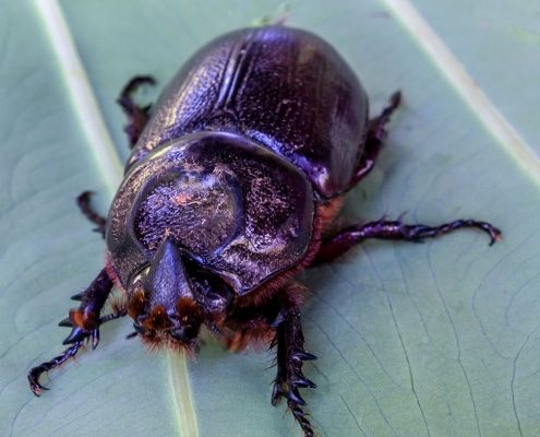 Hawaii Coconut Rhinoceros Beetle also known as CRB or rhino beetle. Preventing damage to palm trees, Big Island, HI.