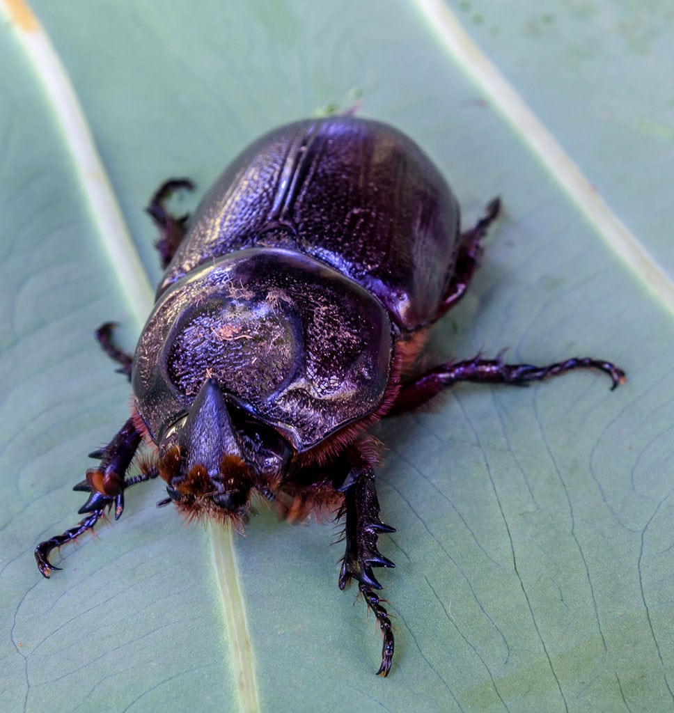 Hawaii Coconut Rhinoceros Beetle also known as CRB or rhino beetle. Preventing damage to palm trees, Big Island, HI.