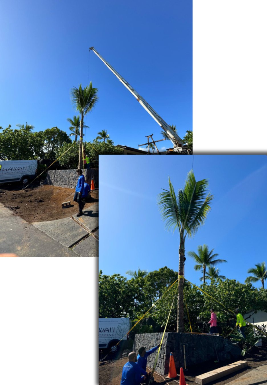 Big Island landscapers plant coconut trees in Kukio, Hawaii with the assistance of crane company.