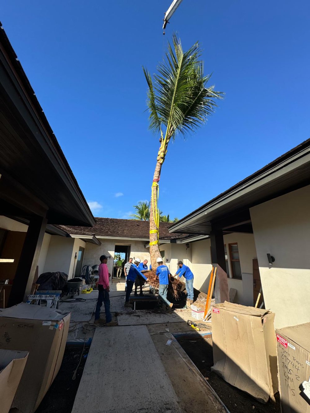 Coconut tree installers in Hawaii use straps to secure the tree following placement.