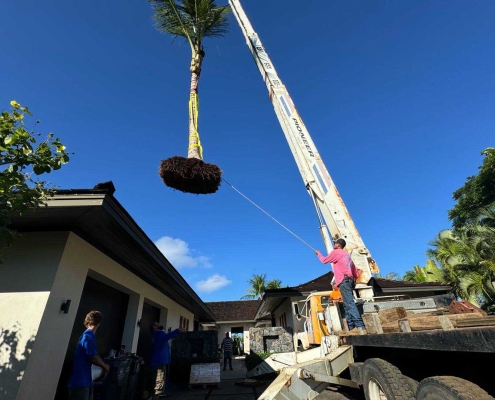 Hawaii crane operator moves a coconut tree into place during Kukio landscaping project.