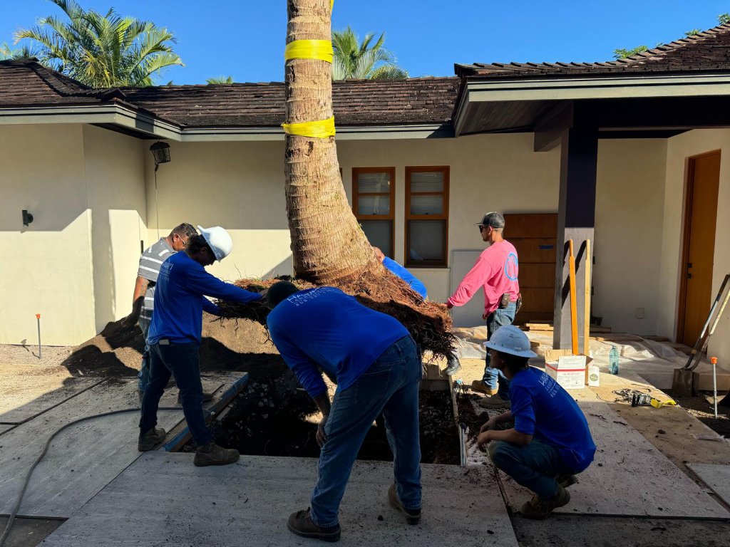 Hawaii Landscaping tree care pros transplant a coconut tree near Kailua-Kona, HI.