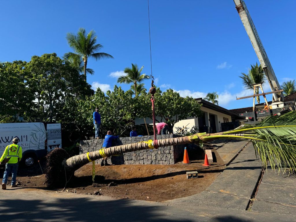 Hawaiian coconut tree being placed during a Kukio landscape project with a crane.