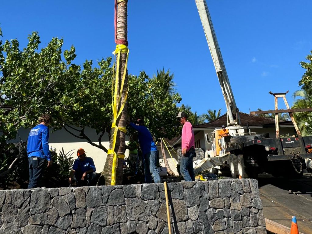 Hawaii Landscaping coconut tree installation service, Kukio (Four Seasons) Resort Community.