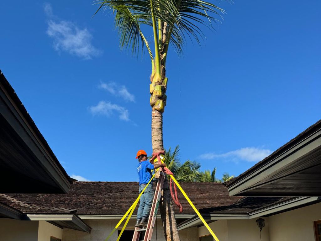 Kailua-Kona coconut tree installer securing tree during the installation process. Coconut tree planting service by Hawaii Landscaping.