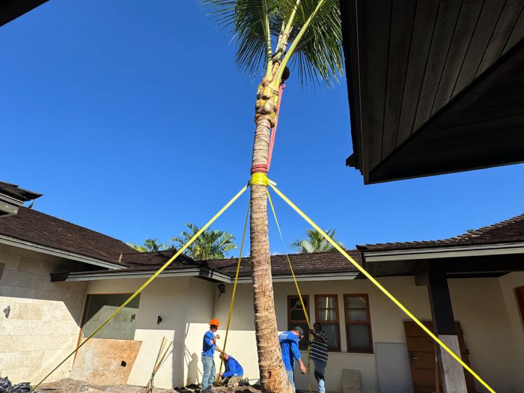 Hawaii Landscaping coconut installation team anchor straps for support.